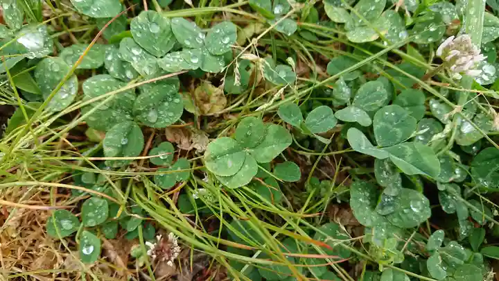 水神社(中瀬町)の自然
