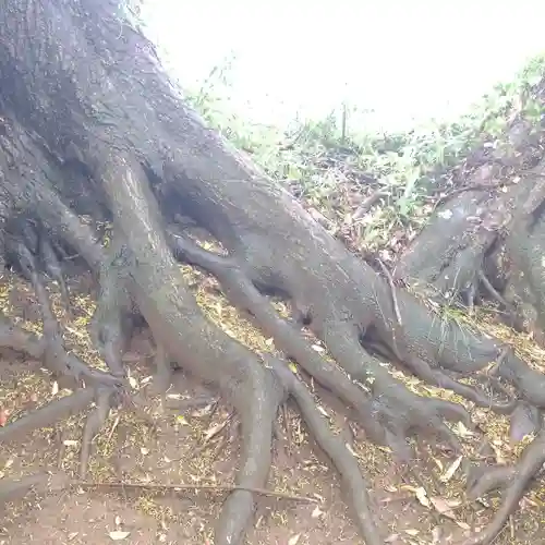 大宮神社の自然