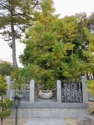 寺津八幡社（寺津町）の自然