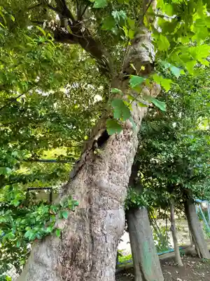 藤神稲荷神社の自然