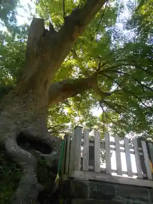 六代山不動院の自然