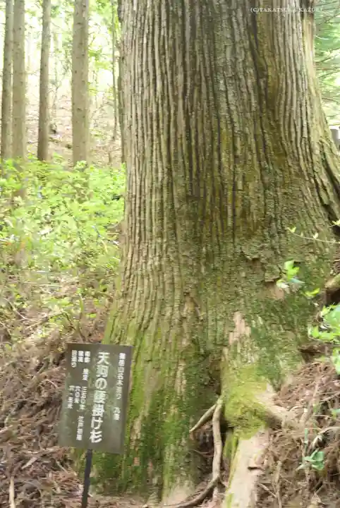 武蔵御嶽神社の自然