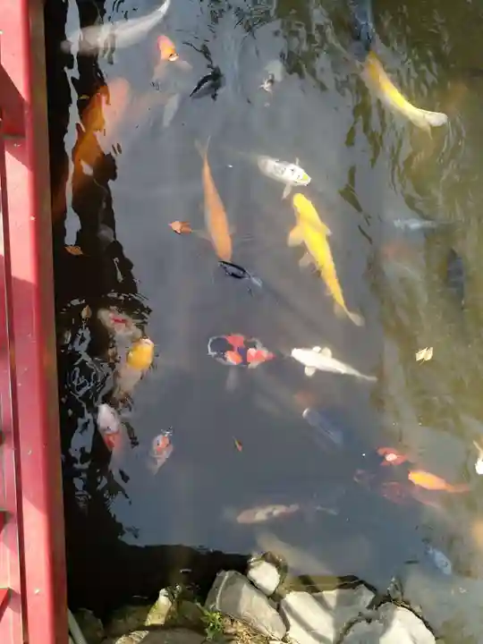 富岡八幡宮の動物