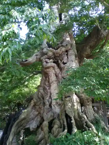 神魂伊能知奴志神社の自然