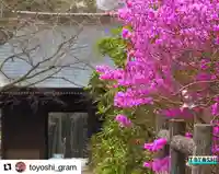 普門寺(切り絵御朱印発祥の寺)の自然