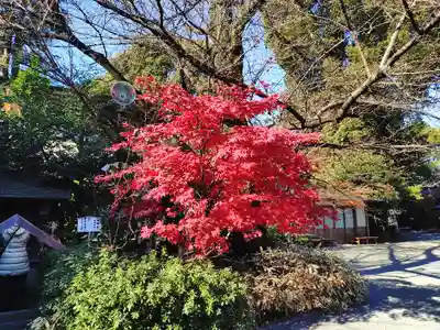 阿佐ヶ谷神明宮(東京都)