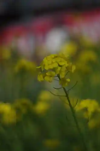 平野神社(京都府)