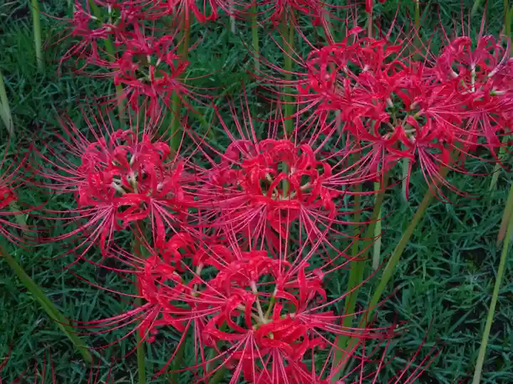 阿邪訶根神社の自然