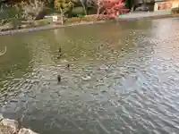 旗上弁財天社の動物