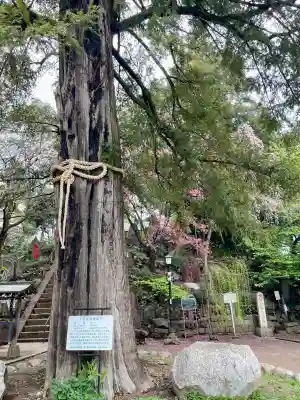 駒込富士神社(東京都)