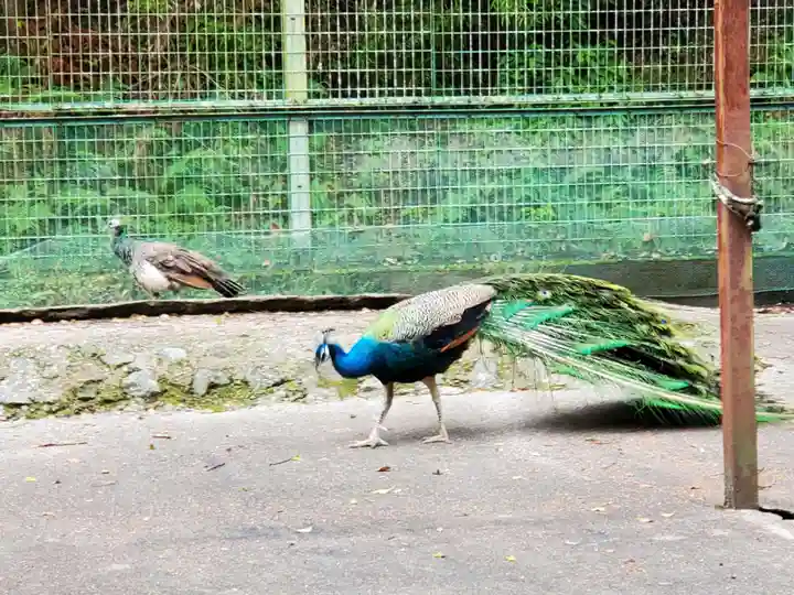 園城寺(三井寺)の動物