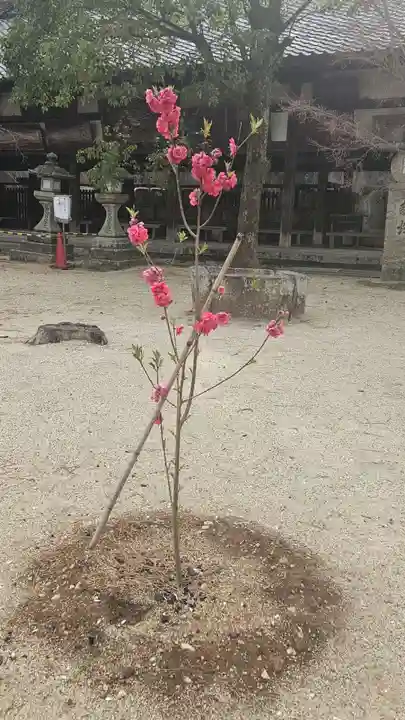 今宮神社(京都府)
