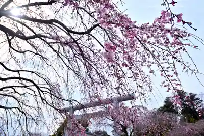 櫻木神社(千葉県)