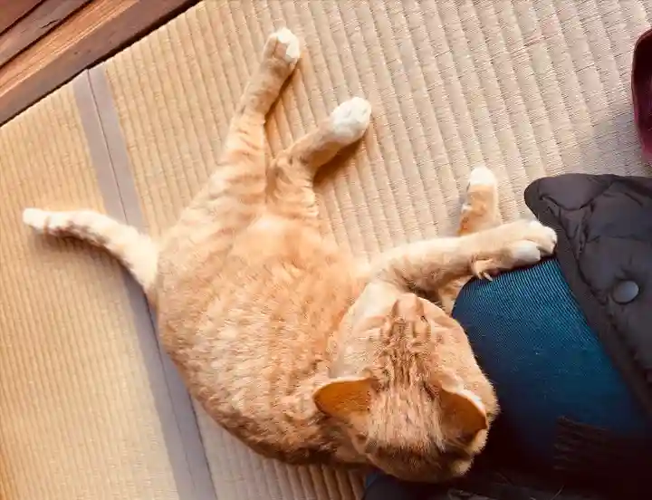 祥龍山 金剛寺(神奈川県)