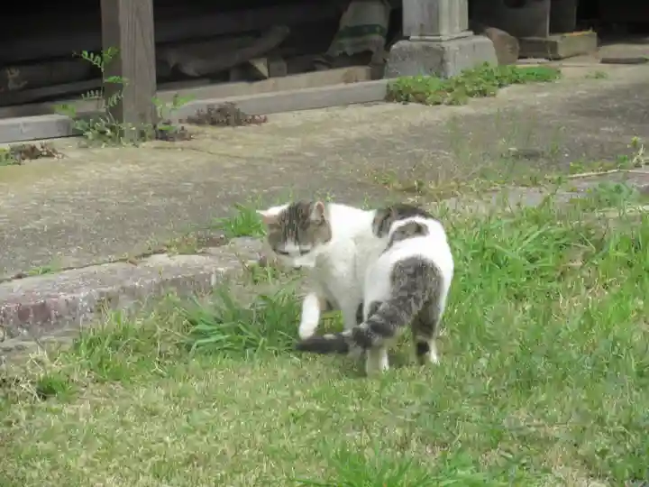 須賀神社の動物