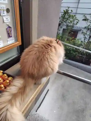 駒込妙義神社(東京都)