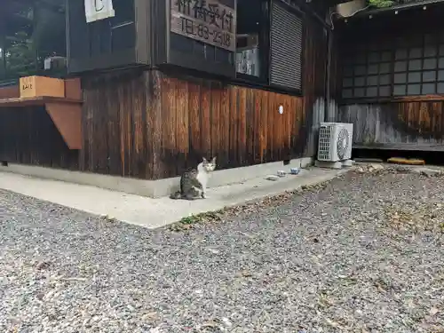 八幡社（柏井町）の動物