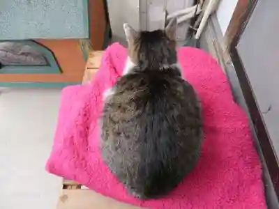 御誕生寺（猫寺）(福井県)