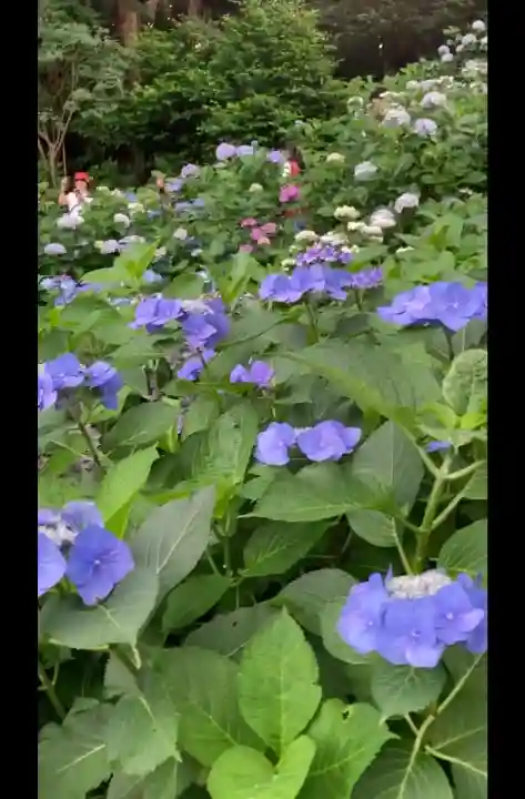 長谷寺(神奈川県)