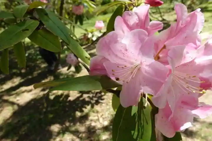 半木神社(賀茂別雷神社境外末社)の自然