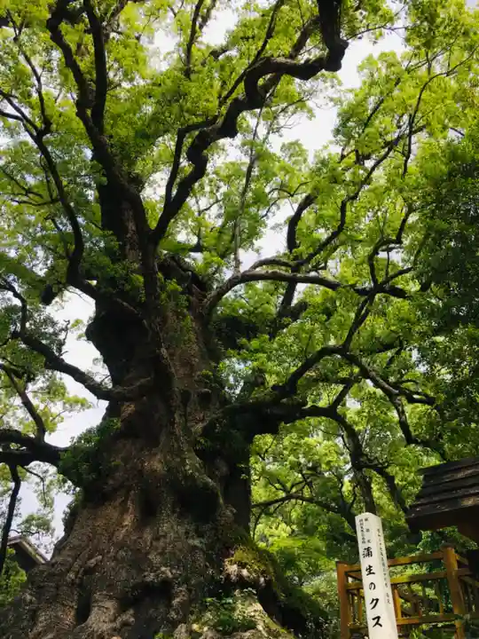 蒲生八幡神社(鹿児島県)