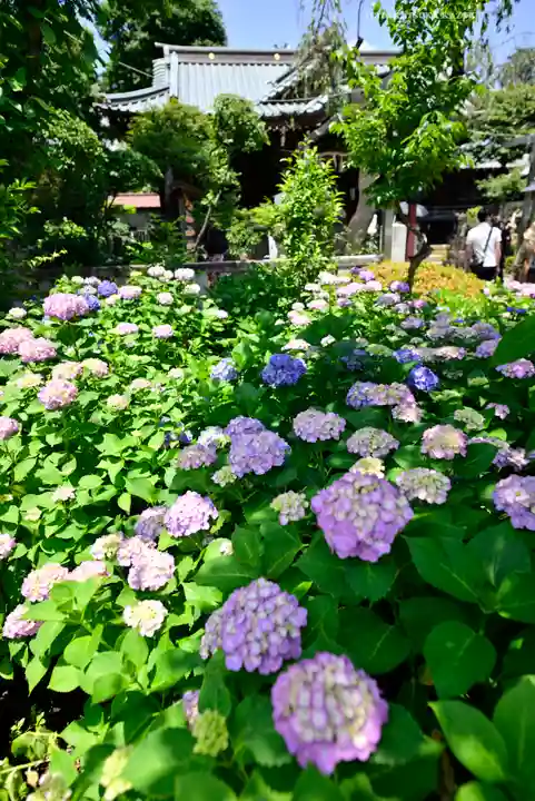 白山神社(東京都)