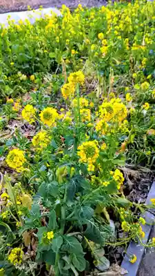 子安大明神の自然