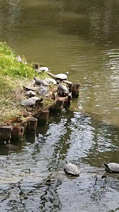 越ヶ谷久伊豆神社の動物