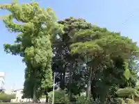 田中天神跡(稲木神社跡)の自然