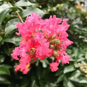 豊景神社の自然(2020年08月31日(月) 08時42分22秒投稿)