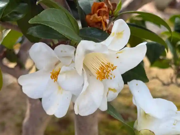 西方山極楽寺(岐阜県)