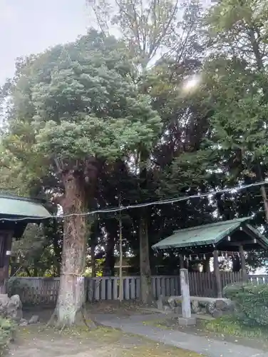 酒見神社の御朱印