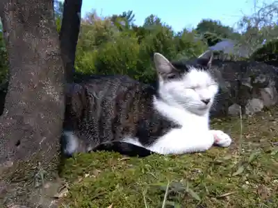 御誕生寺（猫寺）(福井県)