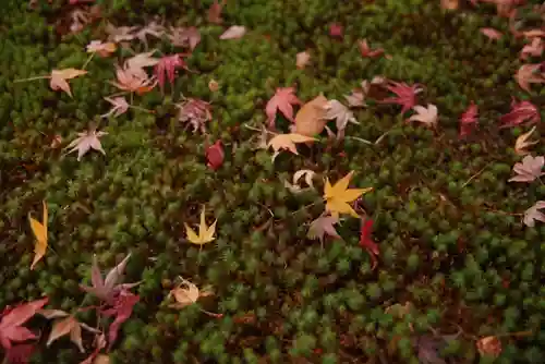 宝珠山　観泉寺の自然