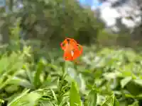 山家神社奥宮の自然