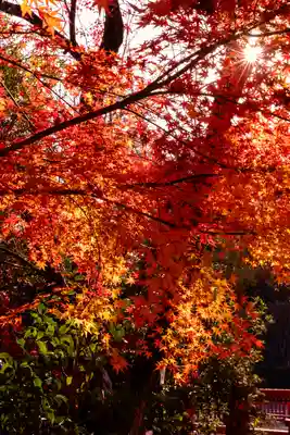 賀茂別雷神社（上賀茂神社）(京都府)