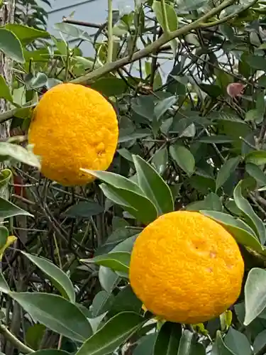 横浜御嶽神社の自然