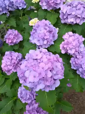 妙法寺(東京都)