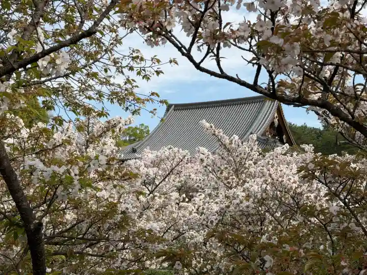 仁和寺の{uncategorized: "未分類", other: "その他", undefined: "問題あり", building: "その他建物", grave: "お墓", sacred_gate: "鳥居", guardian: "狛犬", statue: "像", buddha: "仏像", history: "歴史", nature: "自然", garden: "庭園", animal: "動物", pagoda: "塔", temizu: "手水舎", mountain_gate: "山門・神門", sanctuary: "本殿・本堂", subordinate: "末社・摂社", art: "芸術", scenery: "景色", jizo: "地蔵", ema: "絵馬", goshuin: "御朱印", omikuji: "おみくじ", items: "授与品その他", amulet: "お守り", goshuincho: "御朱印帳", eats: "食事", festival: "お祭り", votive_dance: "神楽", shichigosan: "七五三参", wedding: "結婚式", experience: "体験その他", initially: "初詣", around: "周辺", anti_infection: "感染症対策"}
