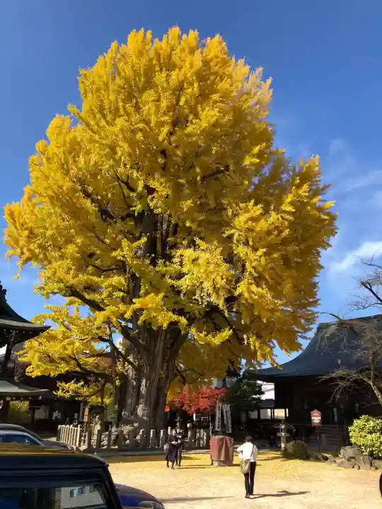 飛騨国分寺の自然