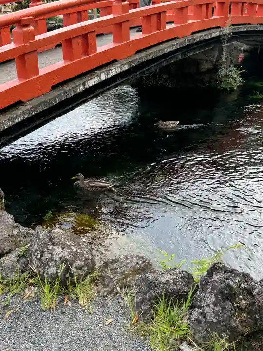 富士山本宮浅間大社(静岡県)