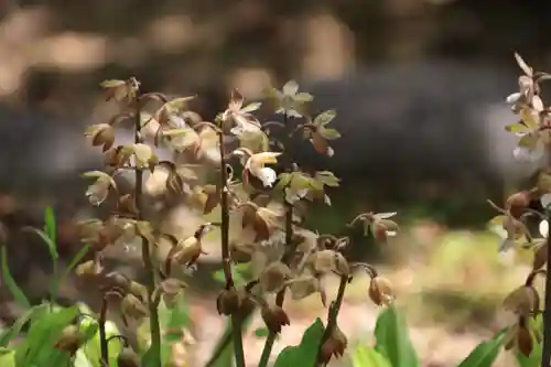 開成山大神宮の庭園