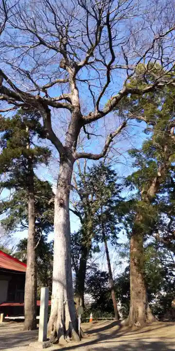 南金目神社の自然
