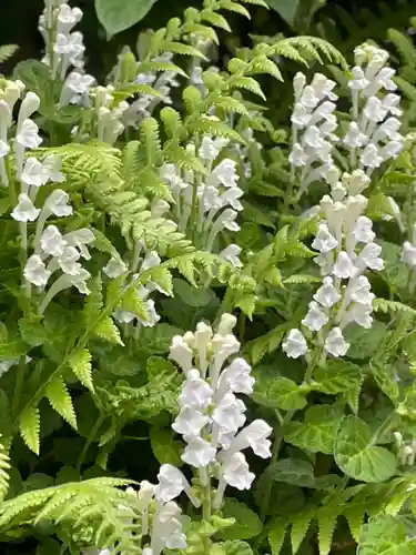 東長谷寺　薬王院(東京都)
