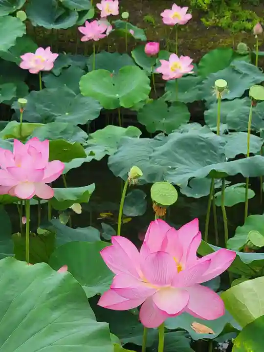 東寺(教王護国寺)の庭園