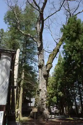 諏訪大社の自然