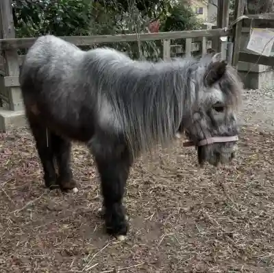 大石神社の{uncategorized: "未分類", other: "その他", undefined: "問題あり", building: "その他建物", grave: "お墓", sacred_gate: "鳥居", guardian: "狛犬", statue: "像", buddha: "仏像", history: "歴史", nature: "自然", garden: "庭園", animal: "動物", pagoda: "塔", temizu: "手水舎", mountain_gate: "山門・神門", sanctuary: "本殿・本堂", subordinate: "末社・摂社", art: "芸術", scenery: "景色", jizo: "地蔵", ema: "絵馬", goshuin: "御朱印", omikuji: "おみくじ", items: "授与品その他", amulet: "お守り", goshuincho: "御朱印帳", eats: "食事", festival: "お祭り", votive_dance: "神楽", shichigosan: "七五三参", wedding: "結婚式", experience: "体験その他", initially: "初詣", around: "周辺", anti_infection: "感染症対策"}