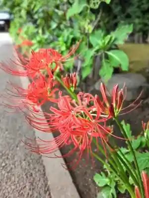 妙法寺(東京都)