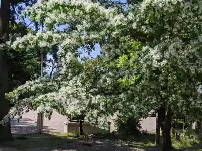 白山神社(岐阜県)