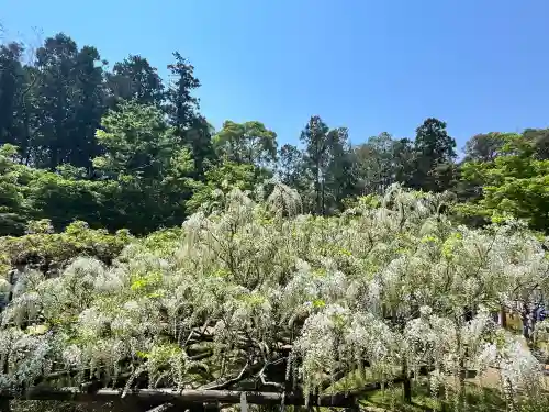 歌泉堂（春日大社神苑萬葉植物園内鎮座）(奈良県)